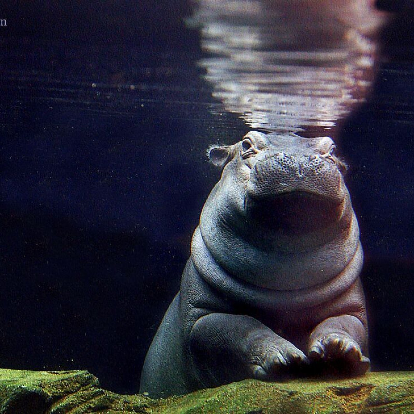 Fiona The Hippo Birthday Cincinnati Zoo Celebrity Sparked New Brand Of Tourism In City
