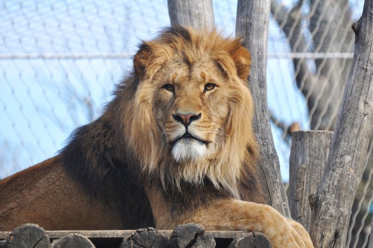 lion getty stock lion getty stock