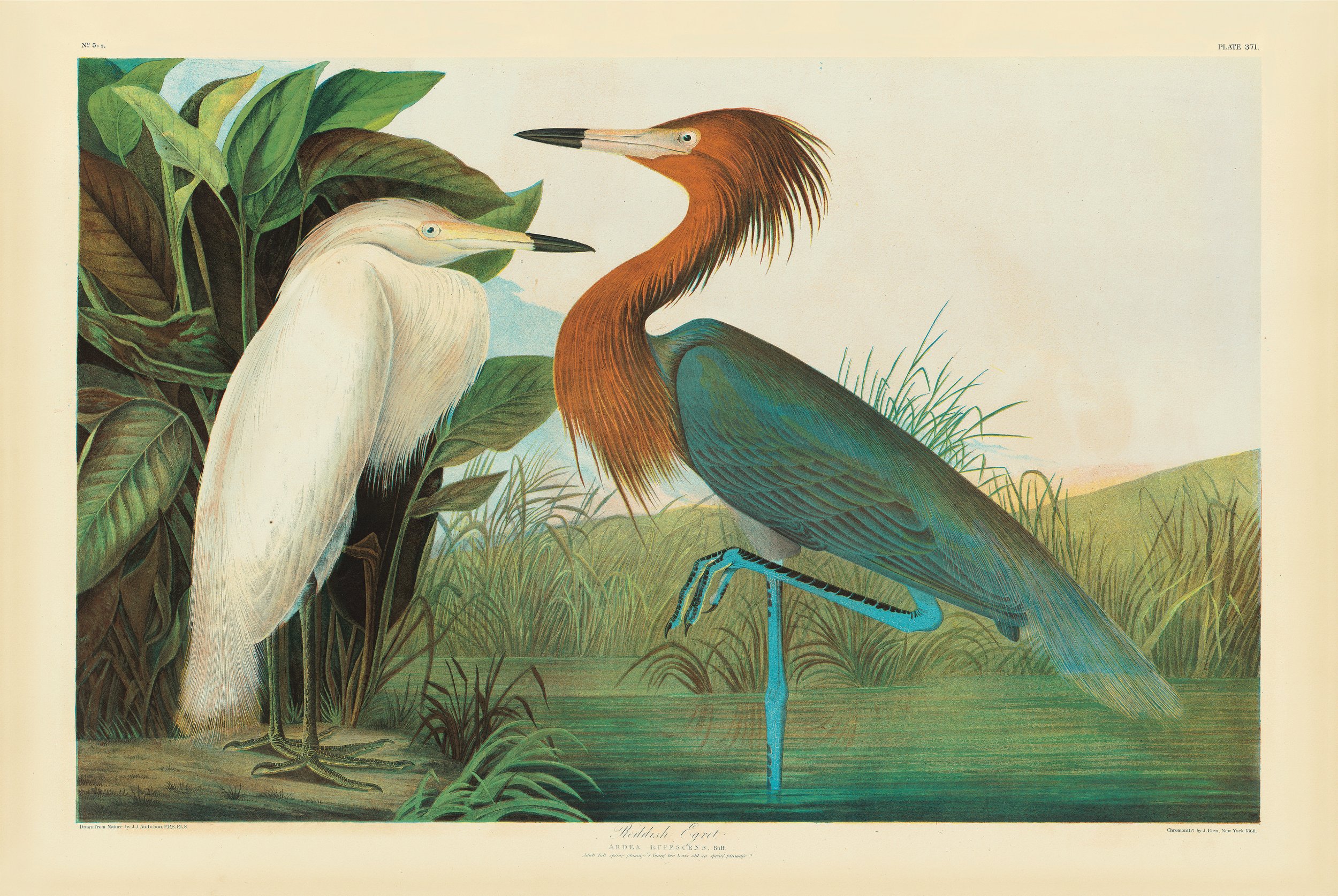 Audubon On Display in Republished 'Birds of America' - Newsweek