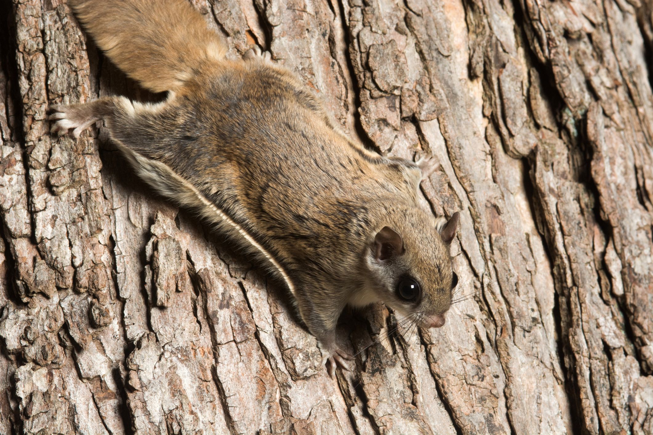 These Flying Squirrels Glow Bubblegum Pink Under UV Light