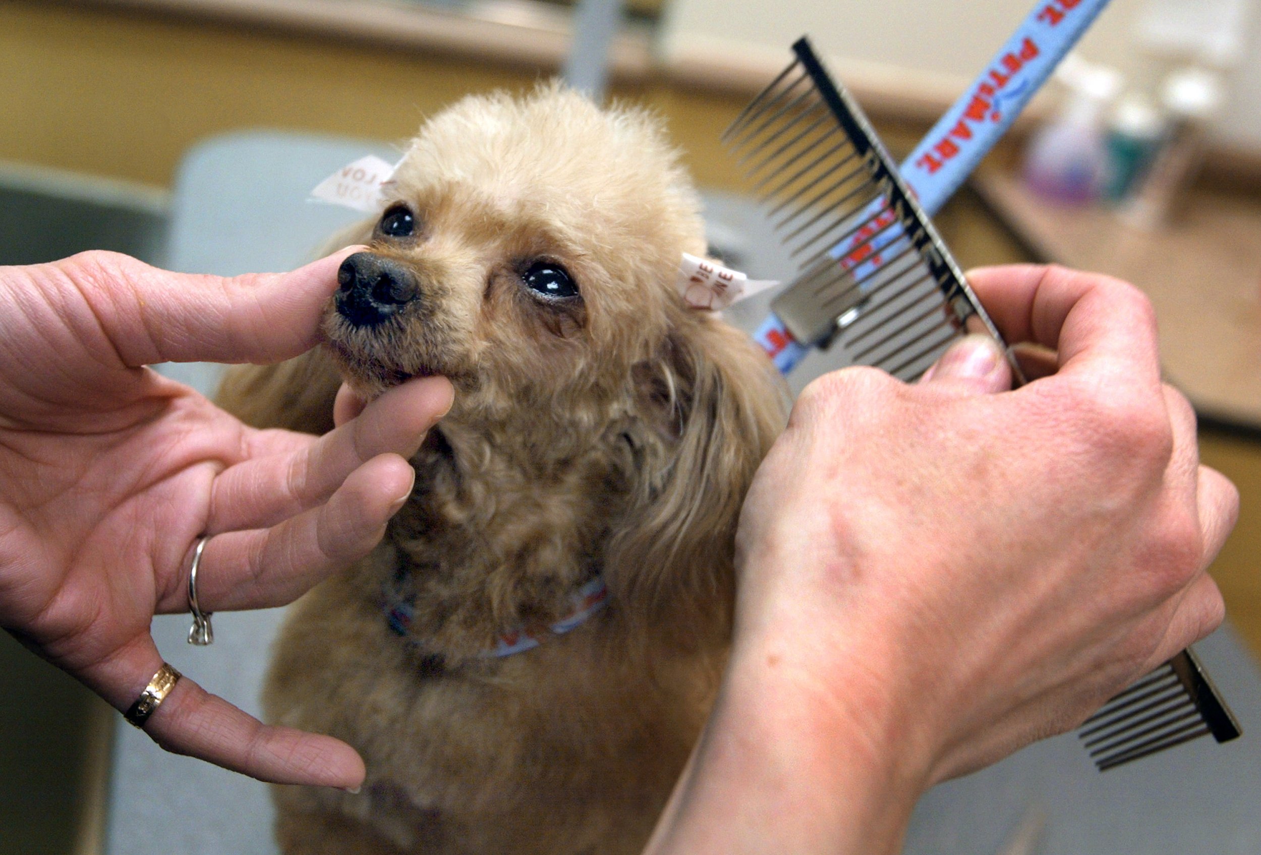 Washington Groomer Accused Of Suffocating And Breaking Bones Of Pets   Gettyimages 1749683 