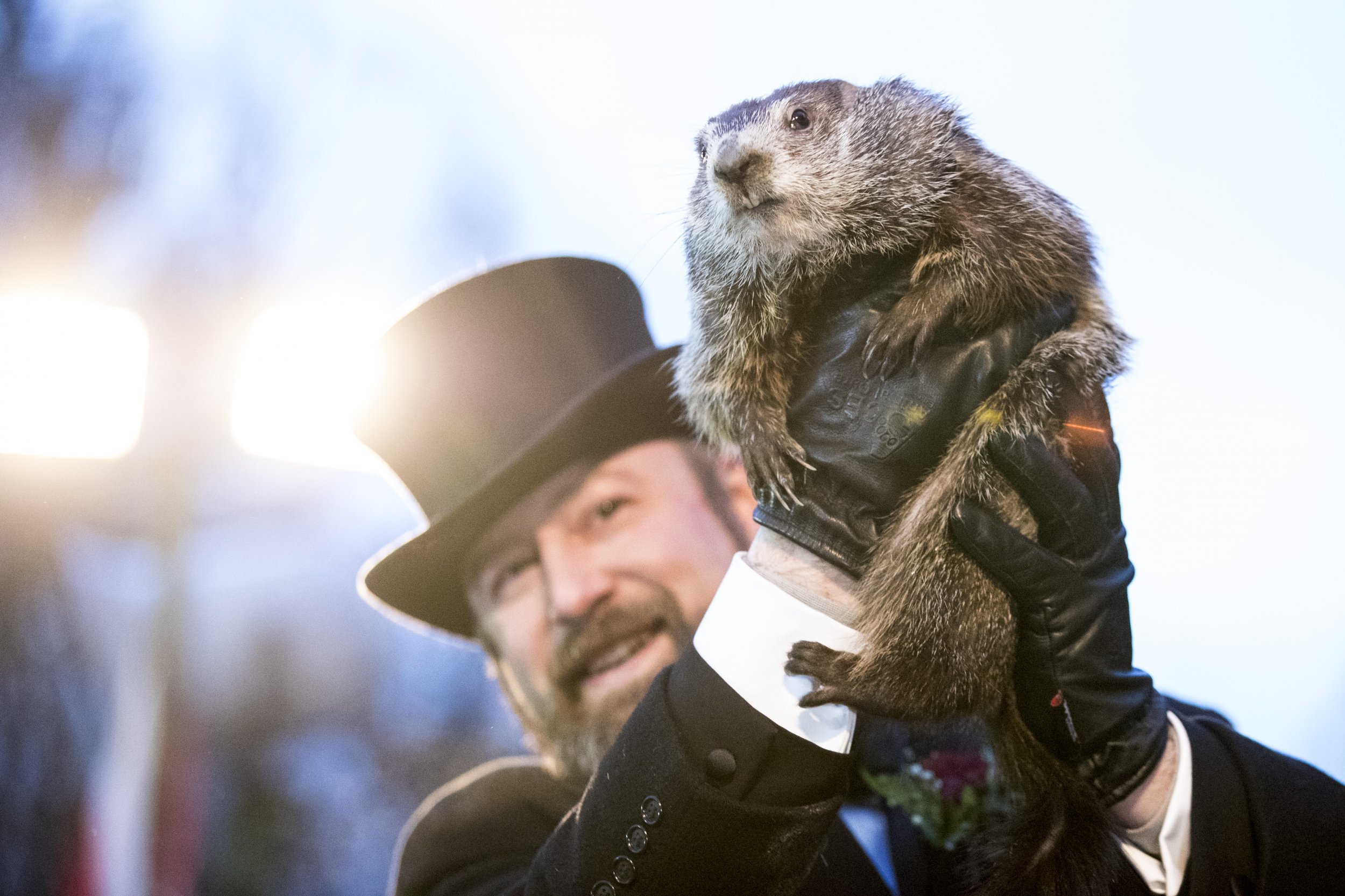 Groundhog Day 2019 Live Stream: Watch Punxsutawney Phil Looks For His