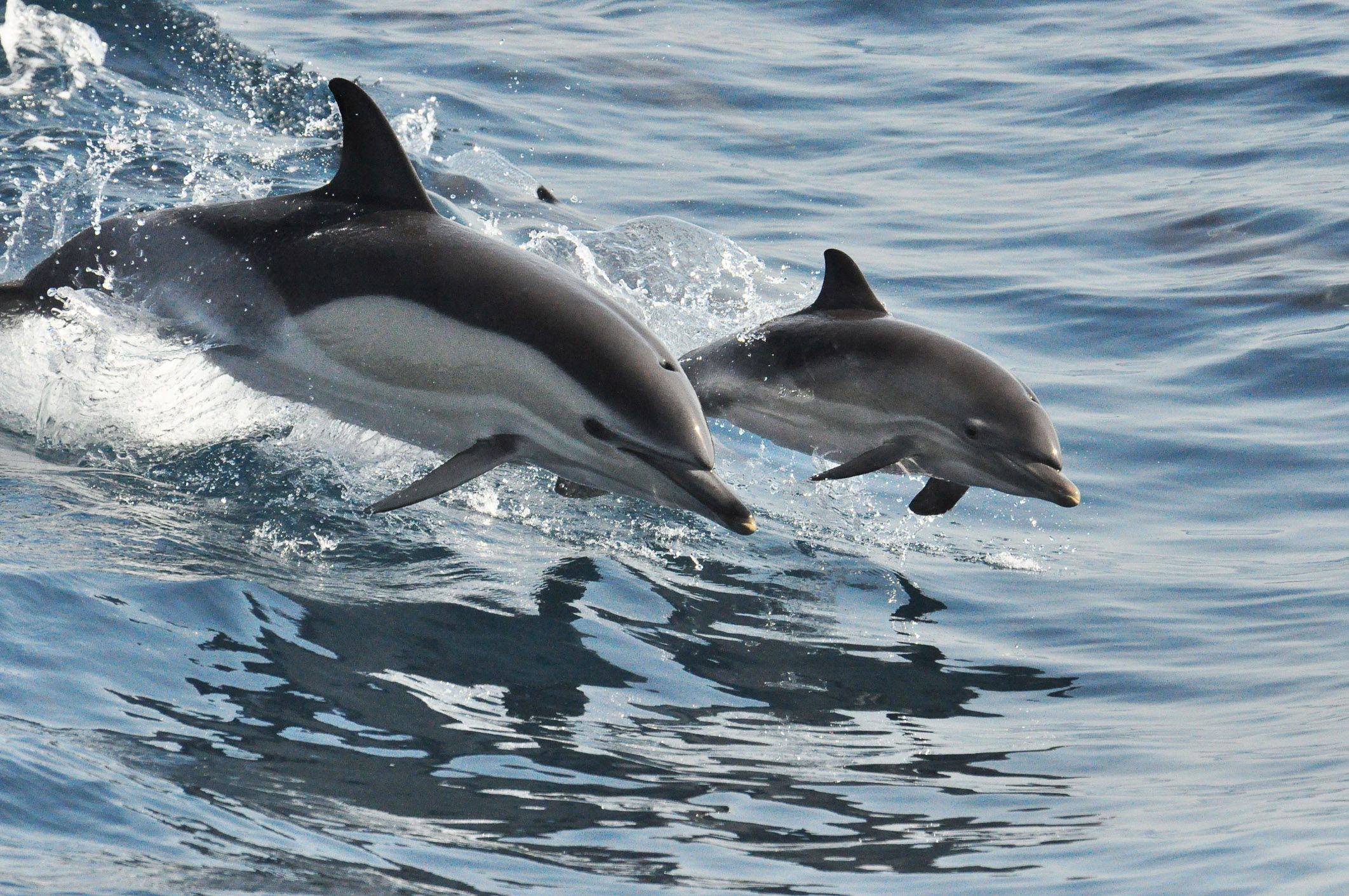 Every Dolphin, Whale and Seal in This Study Was Contaminated With ...