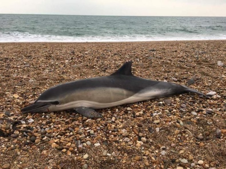 common dolphin