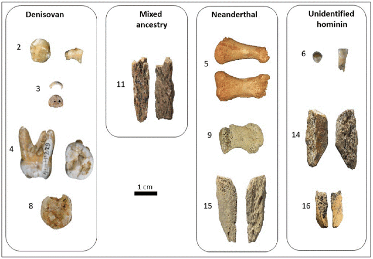Denisovans, Ancient Humans, Early Humans, Anthropology, Science Denisovans, Ancient Humans, Early Humans, Anthropology, Science