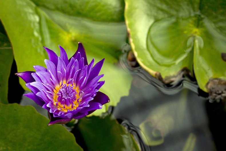 water lily flower