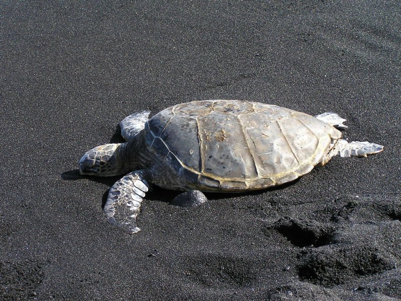 hawaii beach Punalu’u Bland Sand beach