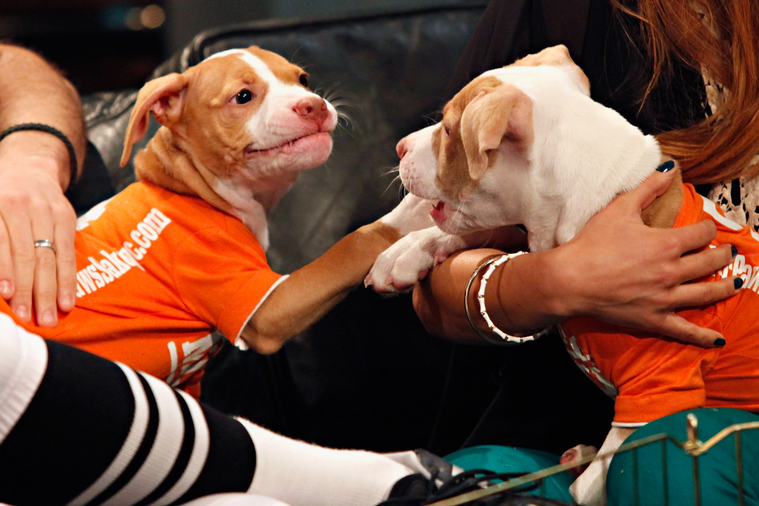 who won puppy bowl 2019