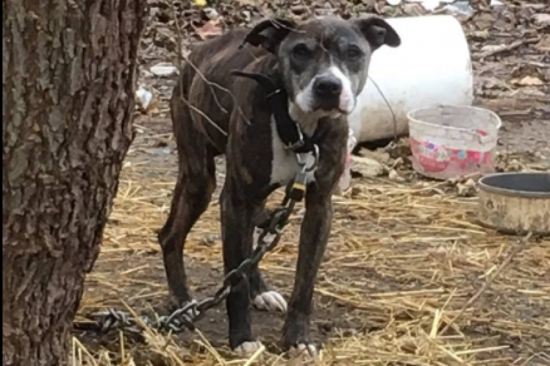 dog in cold