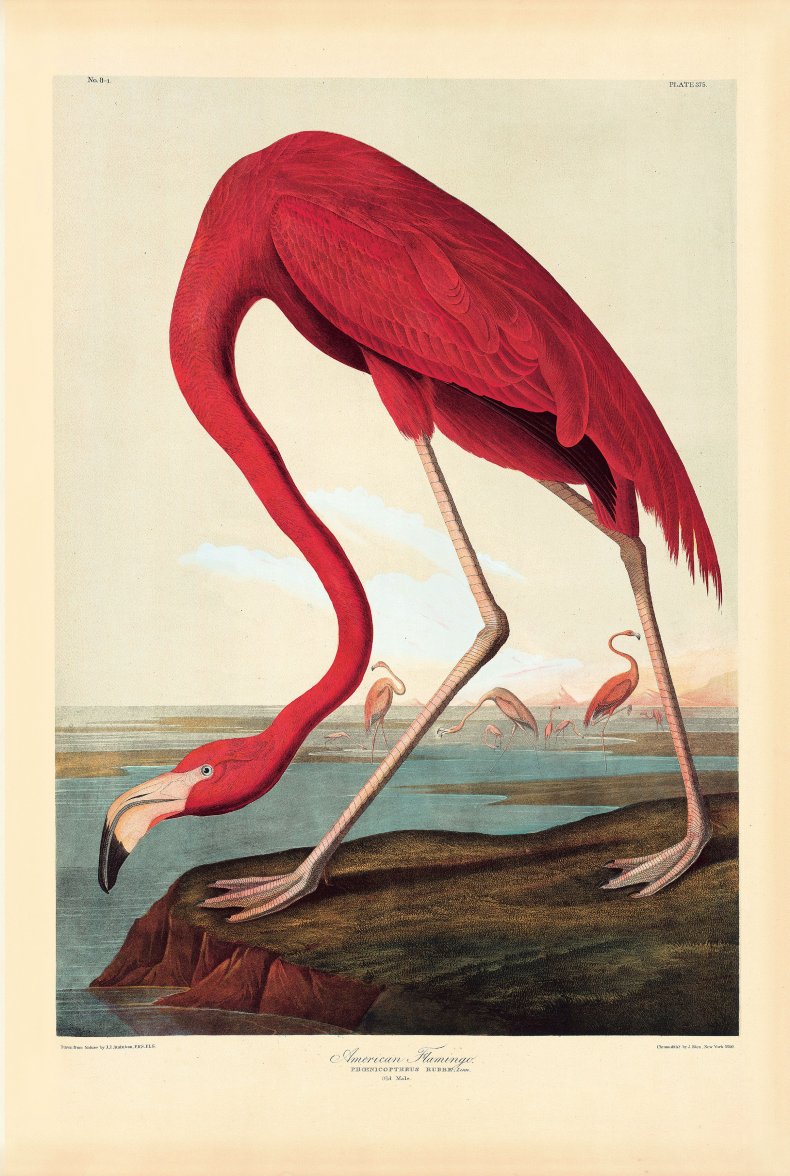 Audobon2
