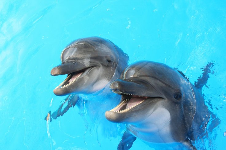 dolphin stock dolphin stock