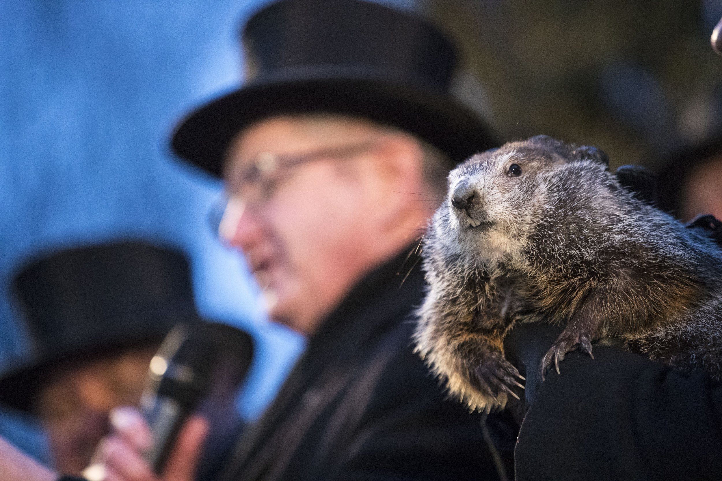 Punxsutawney. Сурок Фил. День сурка. День сурка 2020.