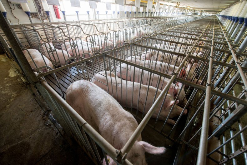 animal livestock plant based diet