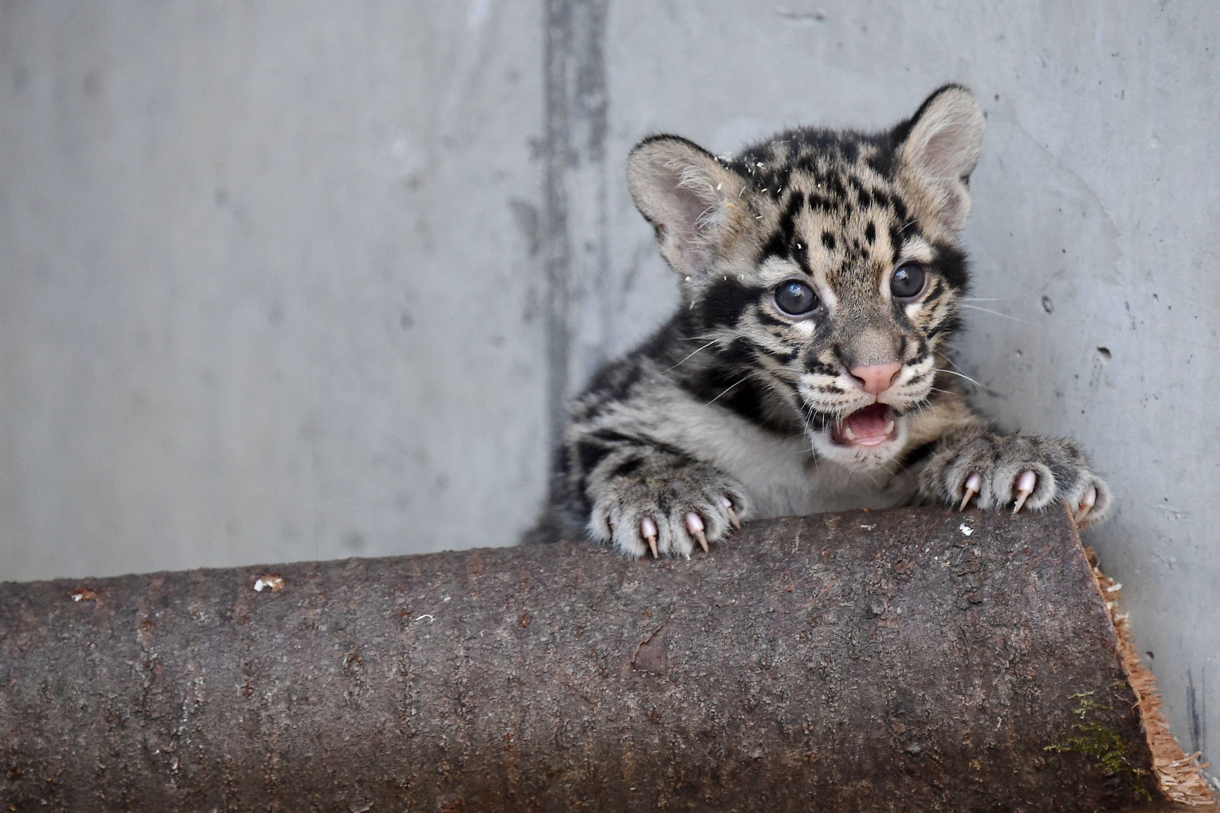 Leopard Cub Seized at Indian Airport in Suspected Smuggling