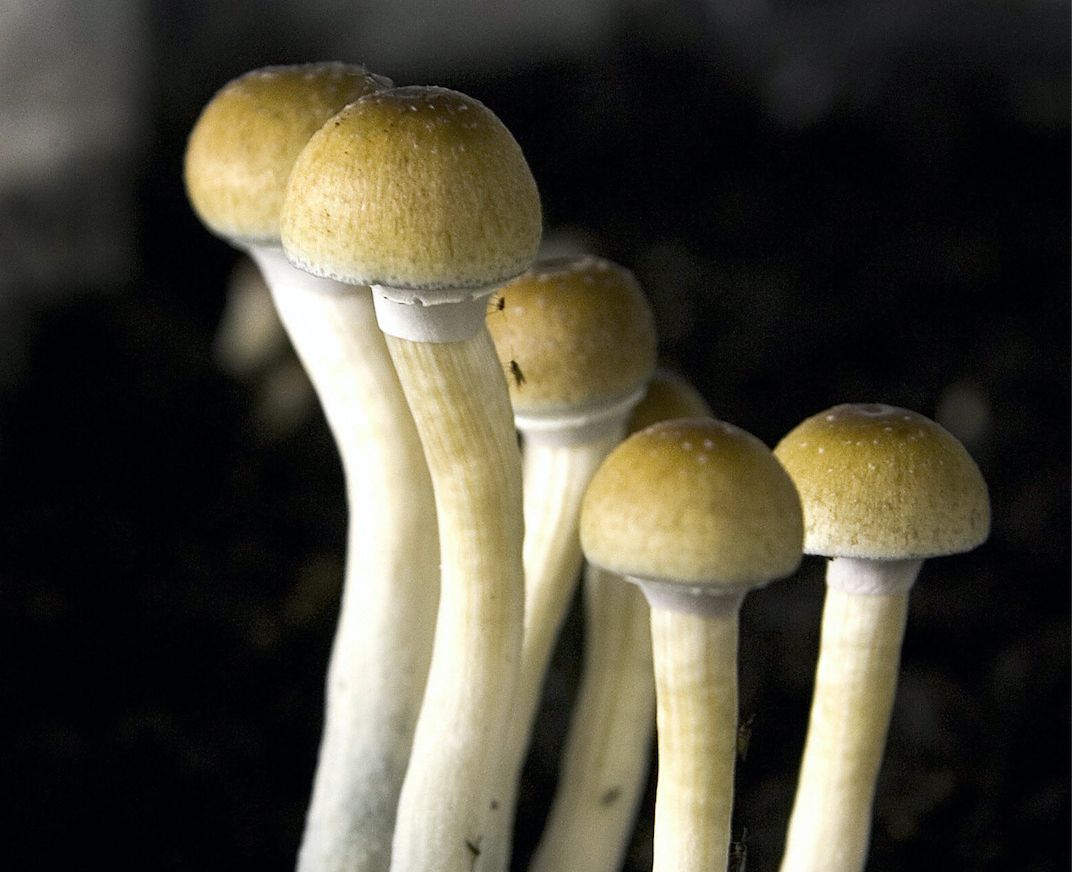 magic mushrooms 