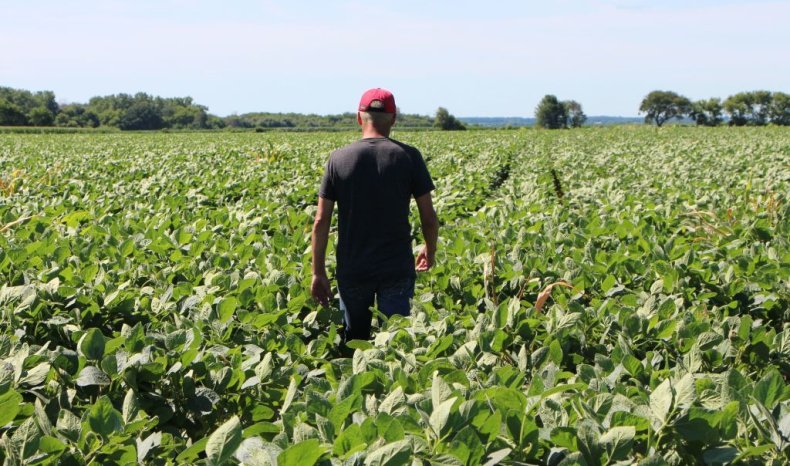 American, soybean, farmers, Trump, trade, war, China