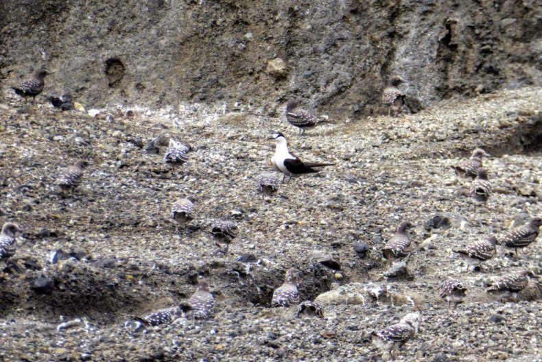 HTHH birds