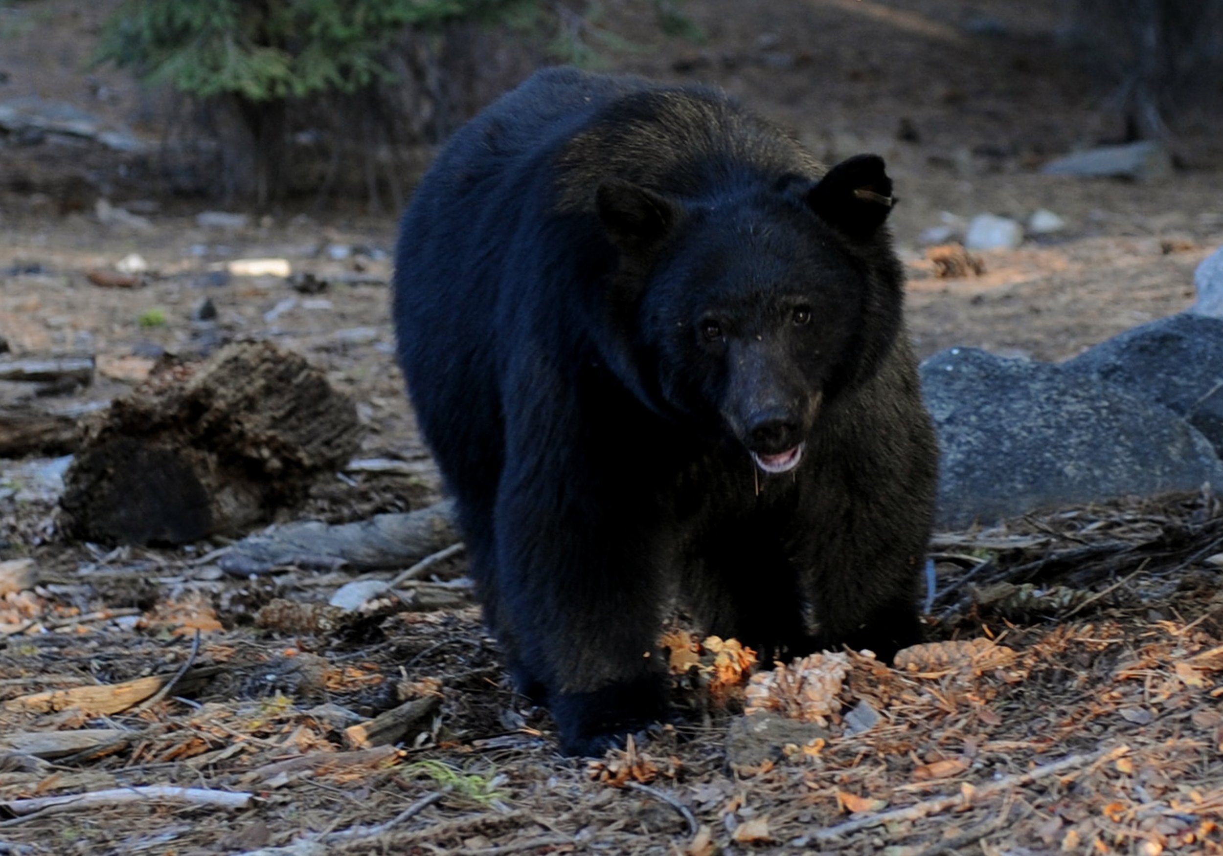 Tennessee Man Whose Remains Were Found Being Eaten by Bear Died of Meth