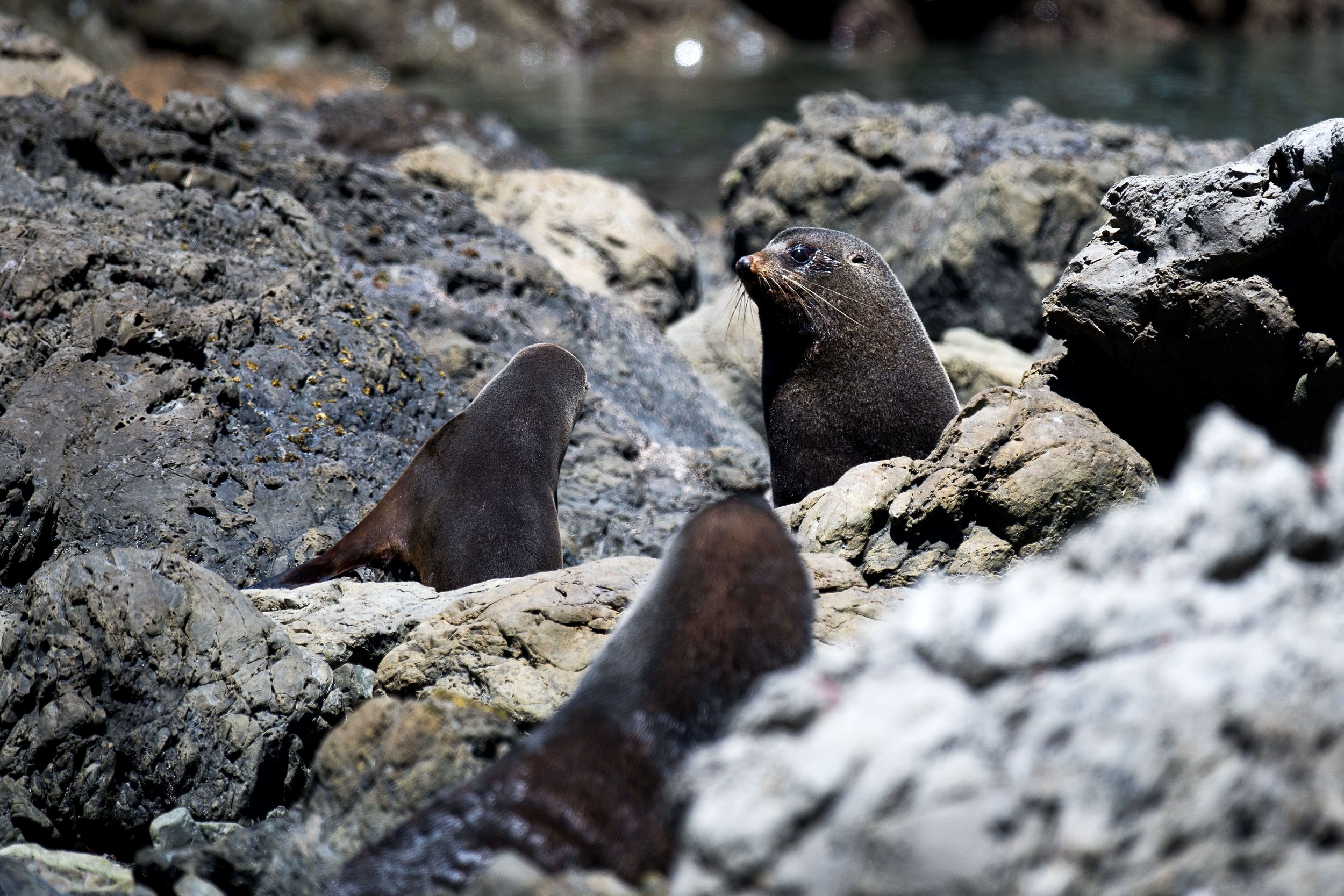 seals on rocks in NZ