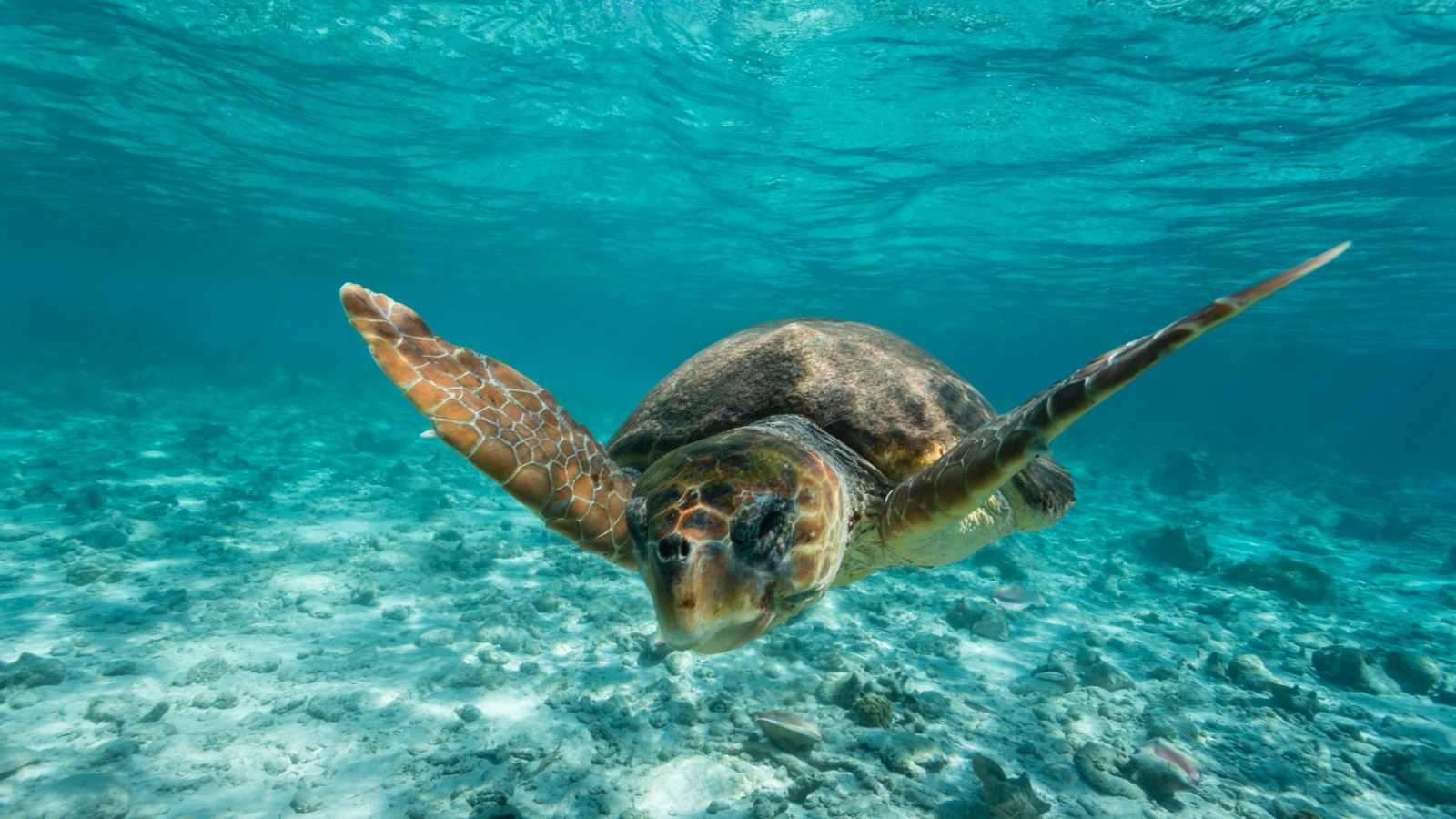 Super Predator' Humans Are Eating the World's Biggest Animals into Extinction Super Predator' Humans Are Eating the World's Biggest Animals into Extinction