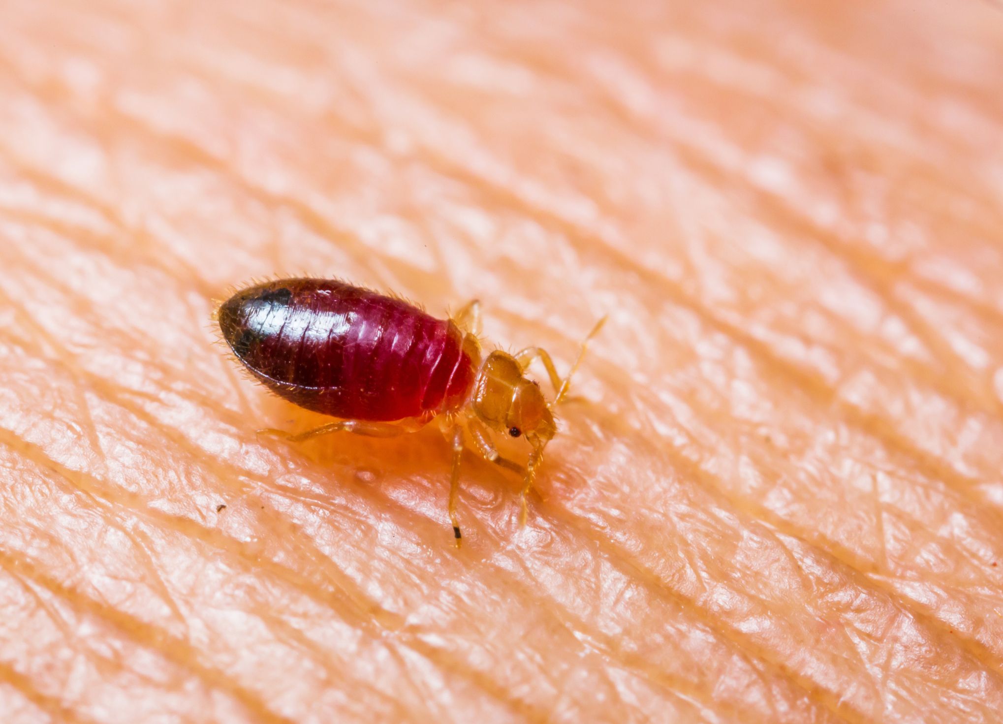 Bed bug, Oklahoma courthouse