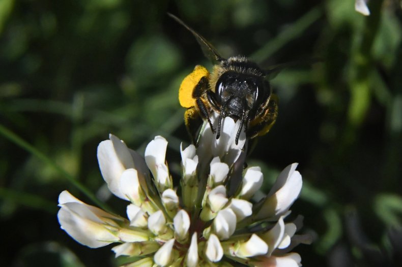 Honeybee, basic math