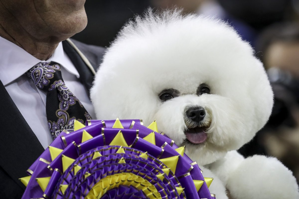 westminster kennel club dog show 2019 how to watch live stream 