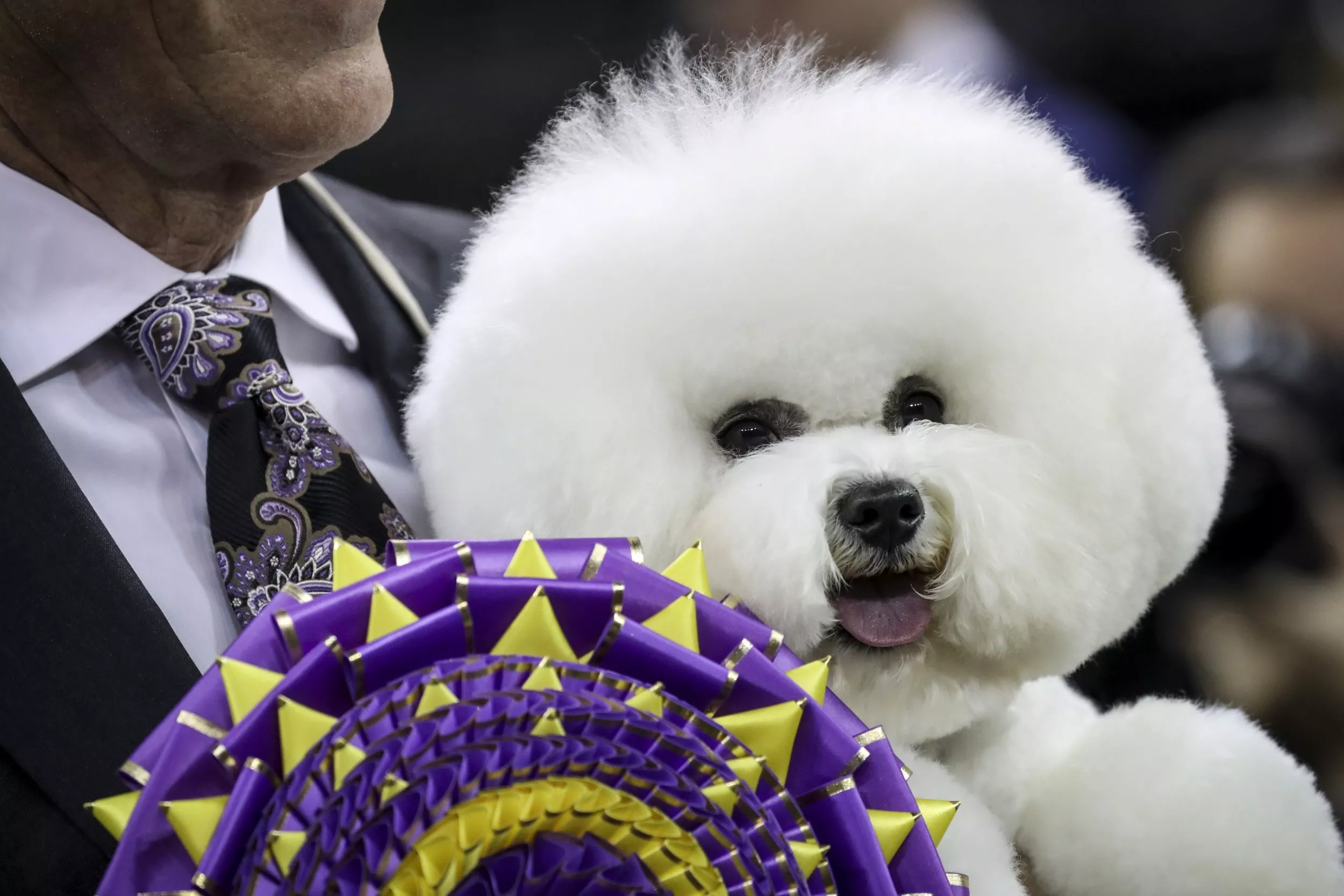 Westminster Dog Show 2019 Time, Channel, How to Live Stream Westminster Kennel Club Dog Competition
