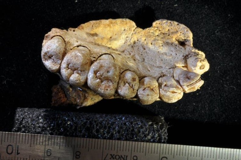 homo sapien jaw Misliya
