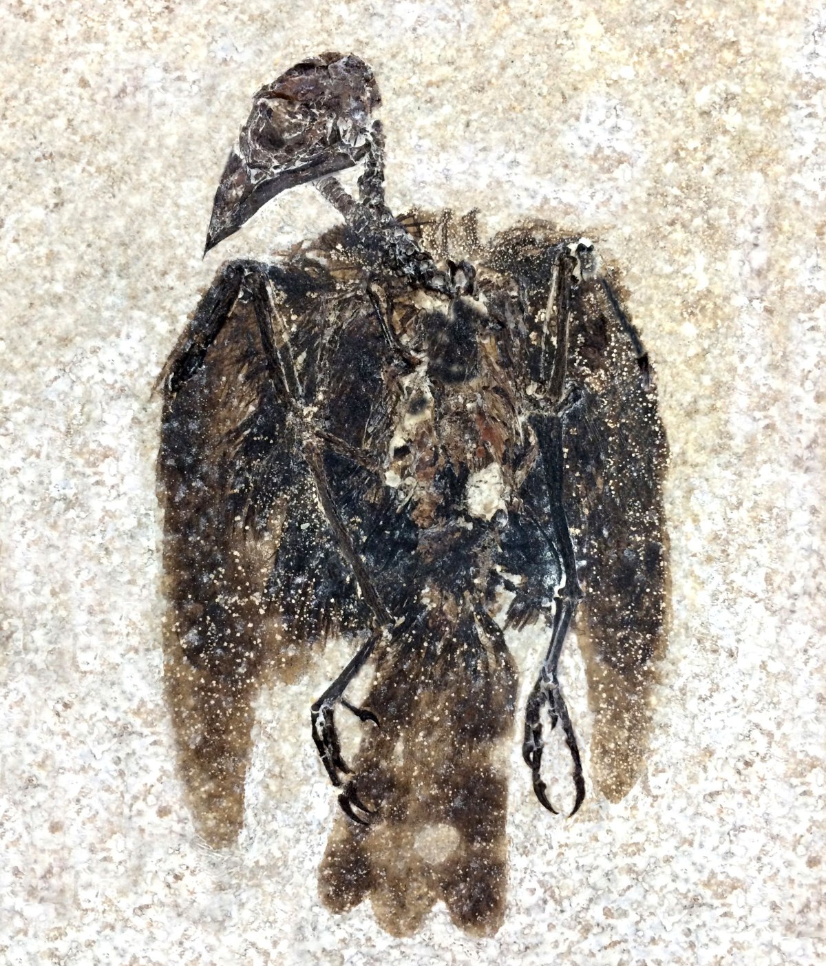 fossilized bird