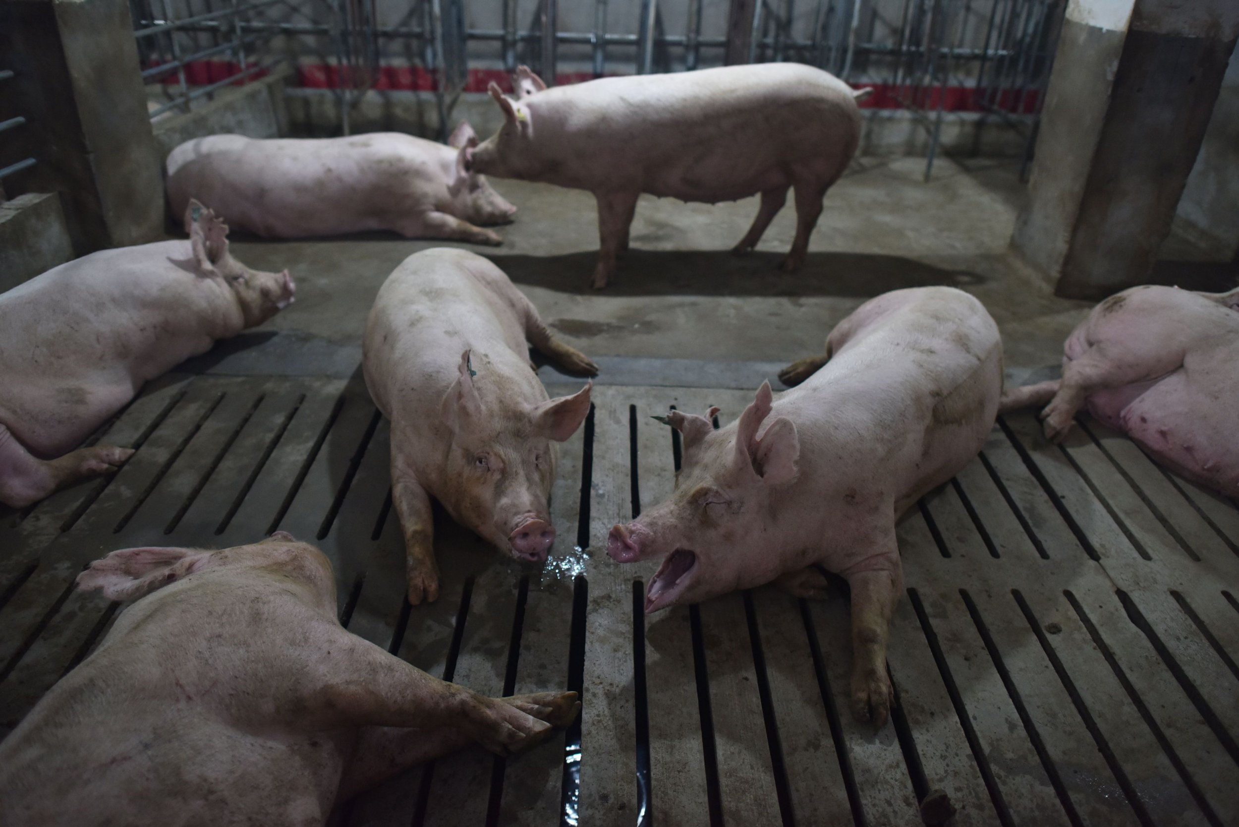 Woman Eaten By Her Pigs After She Collapses While Feeding Them