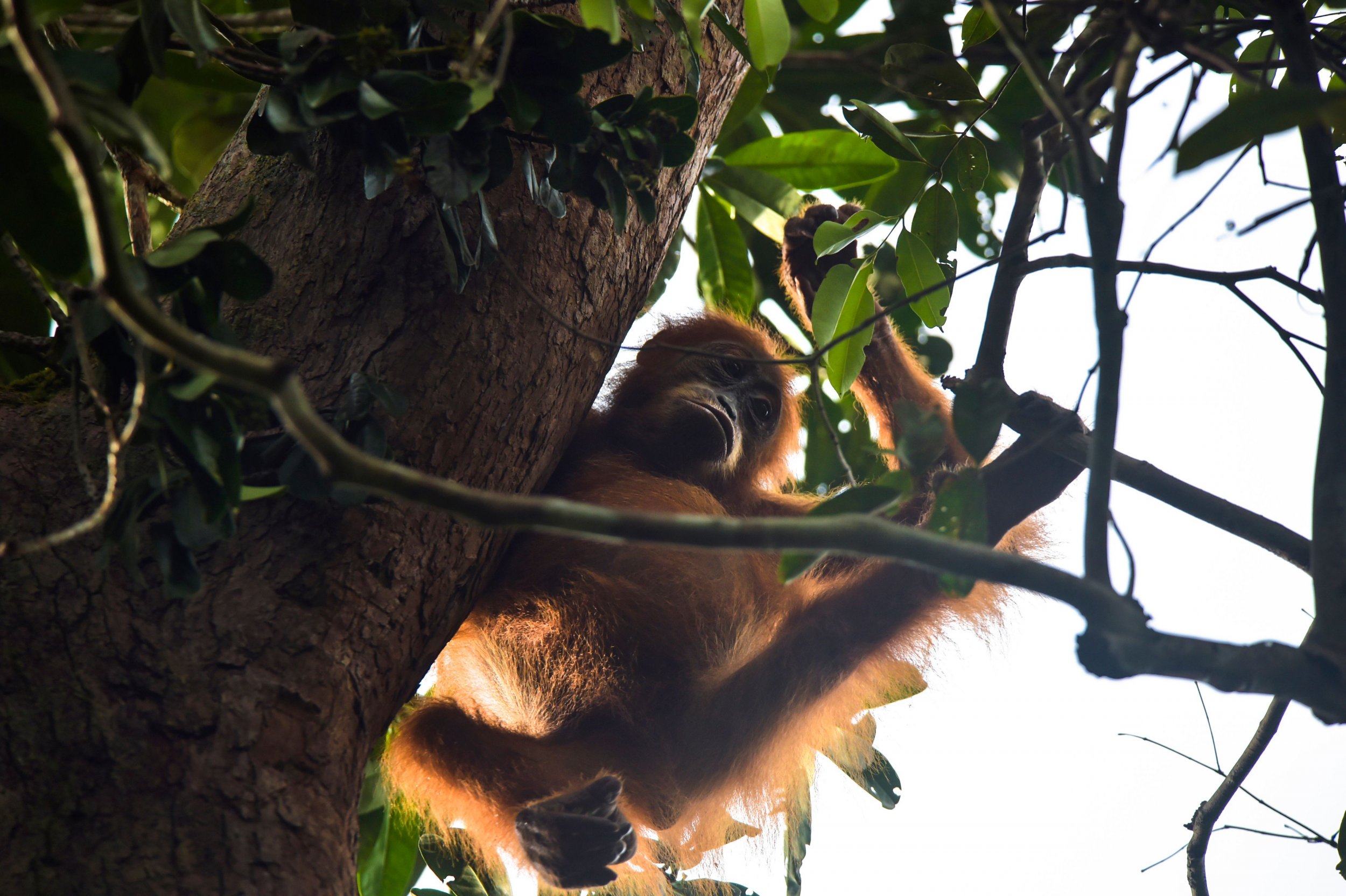 Orangutan Kept As Pet For Four Years Rescued From Locked Crate - Newsweek