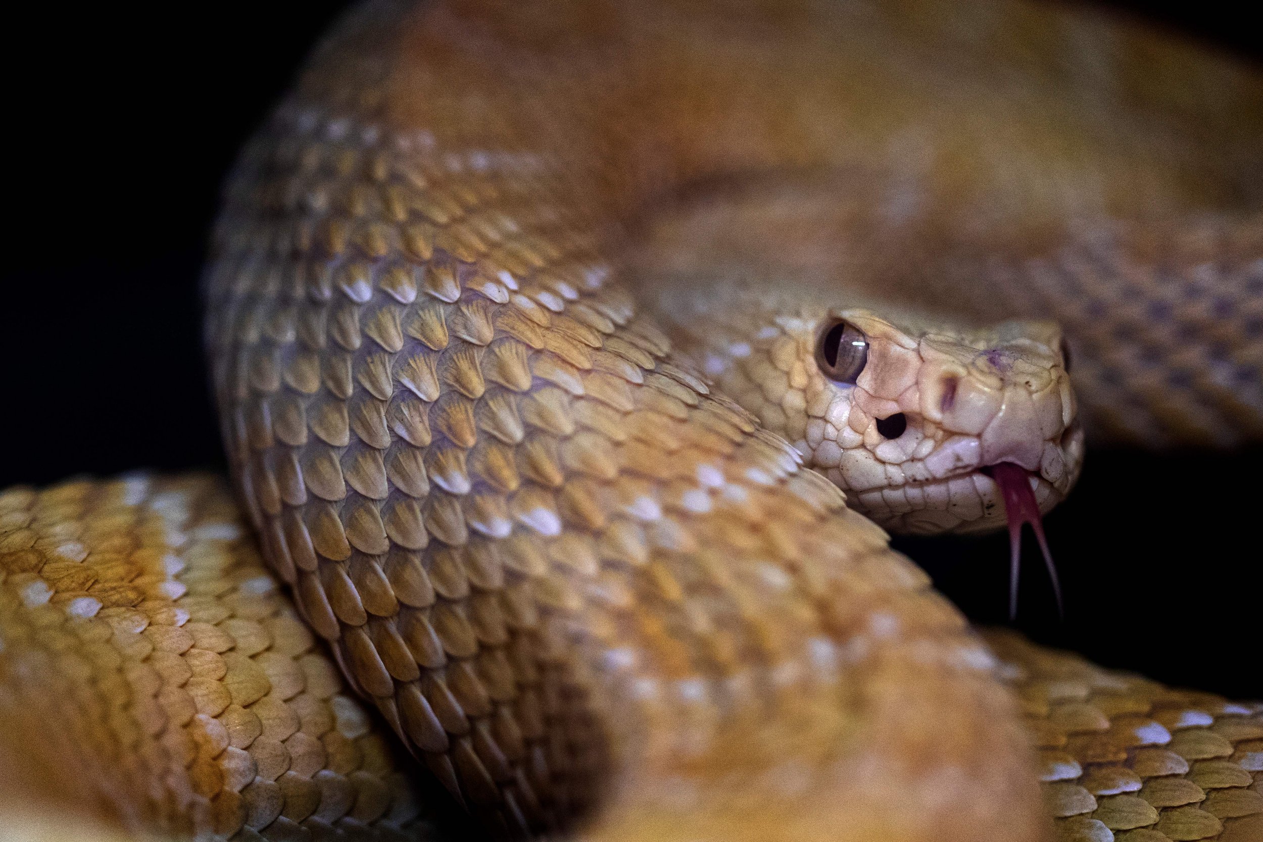 Snake Indonesia interrogation video