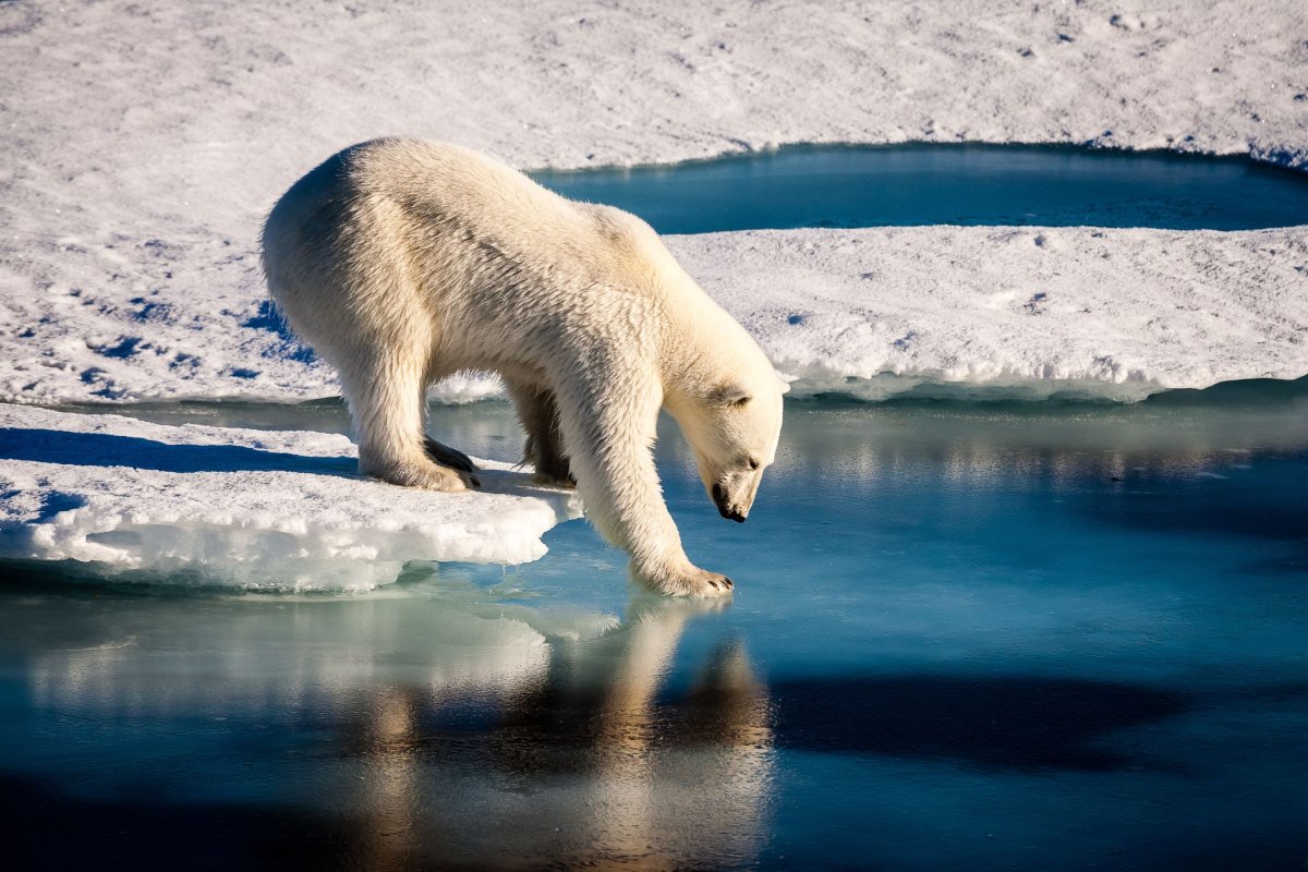 Polar Bear, Russia