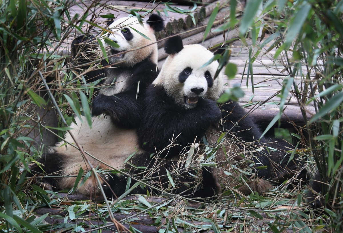 Giant Panda, Enclosure