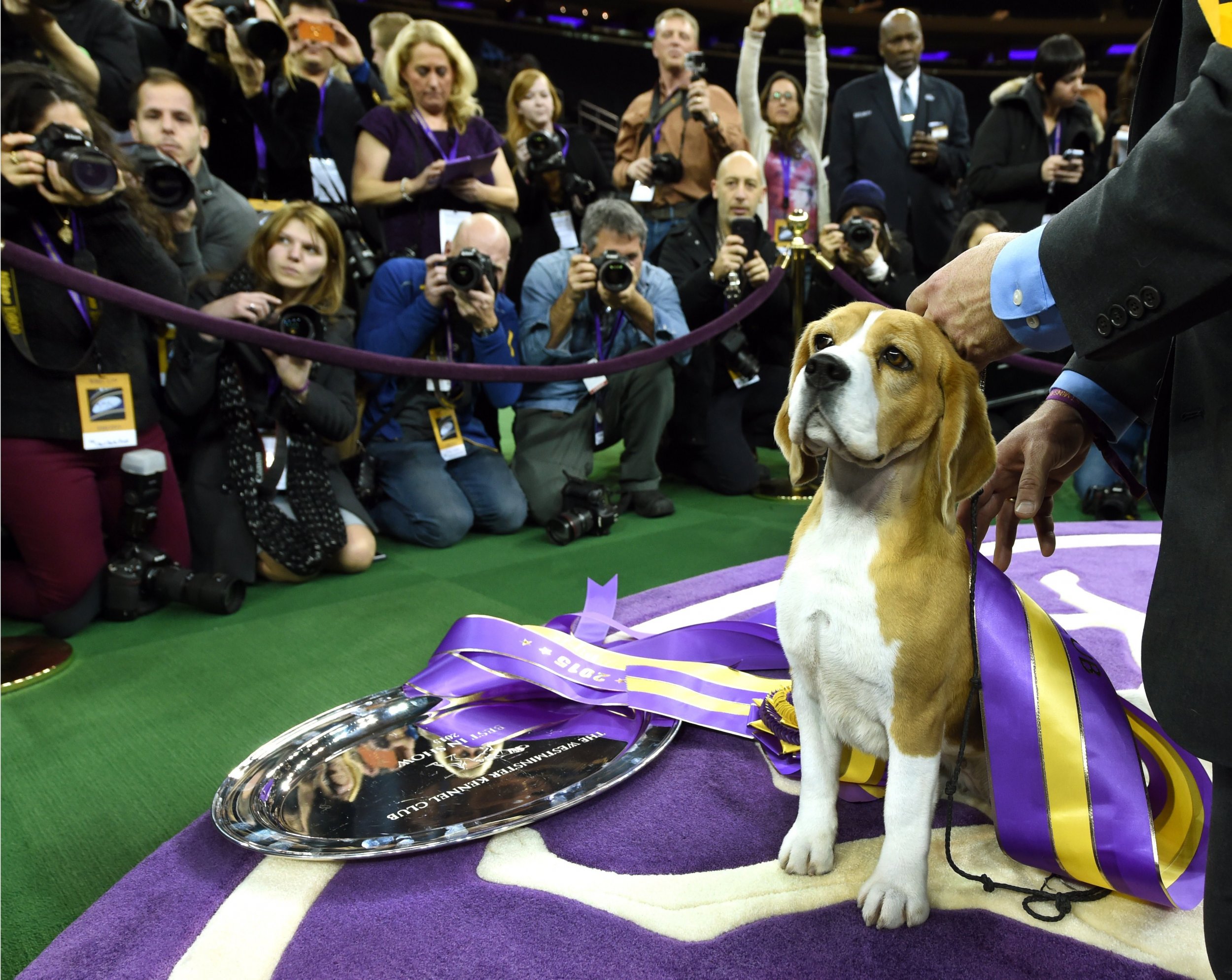 Who Won Dog Show Today 2024 Berte Celisse