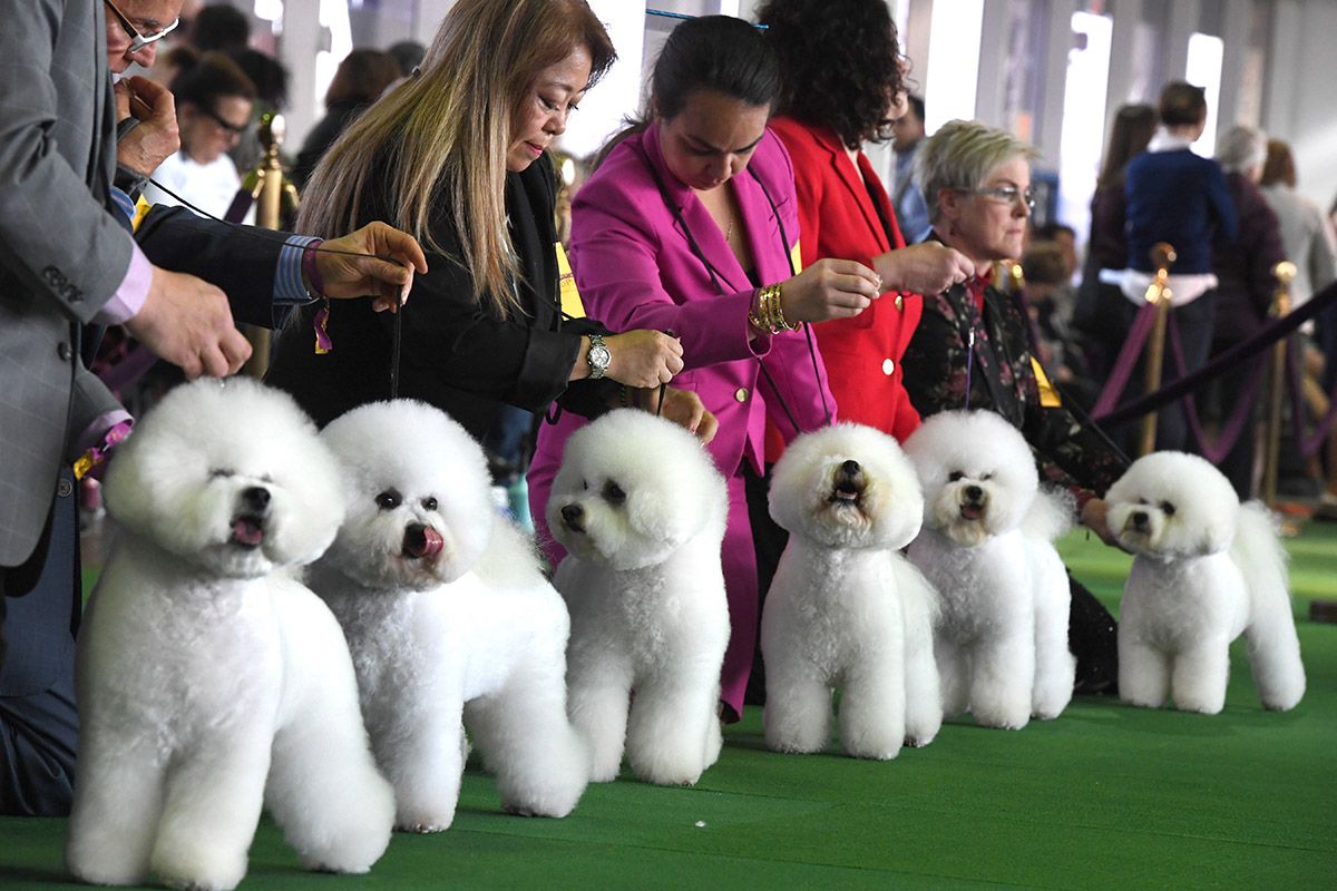 Best in Show? Westminster Kennel Club Dog Show 2019 in Pictures