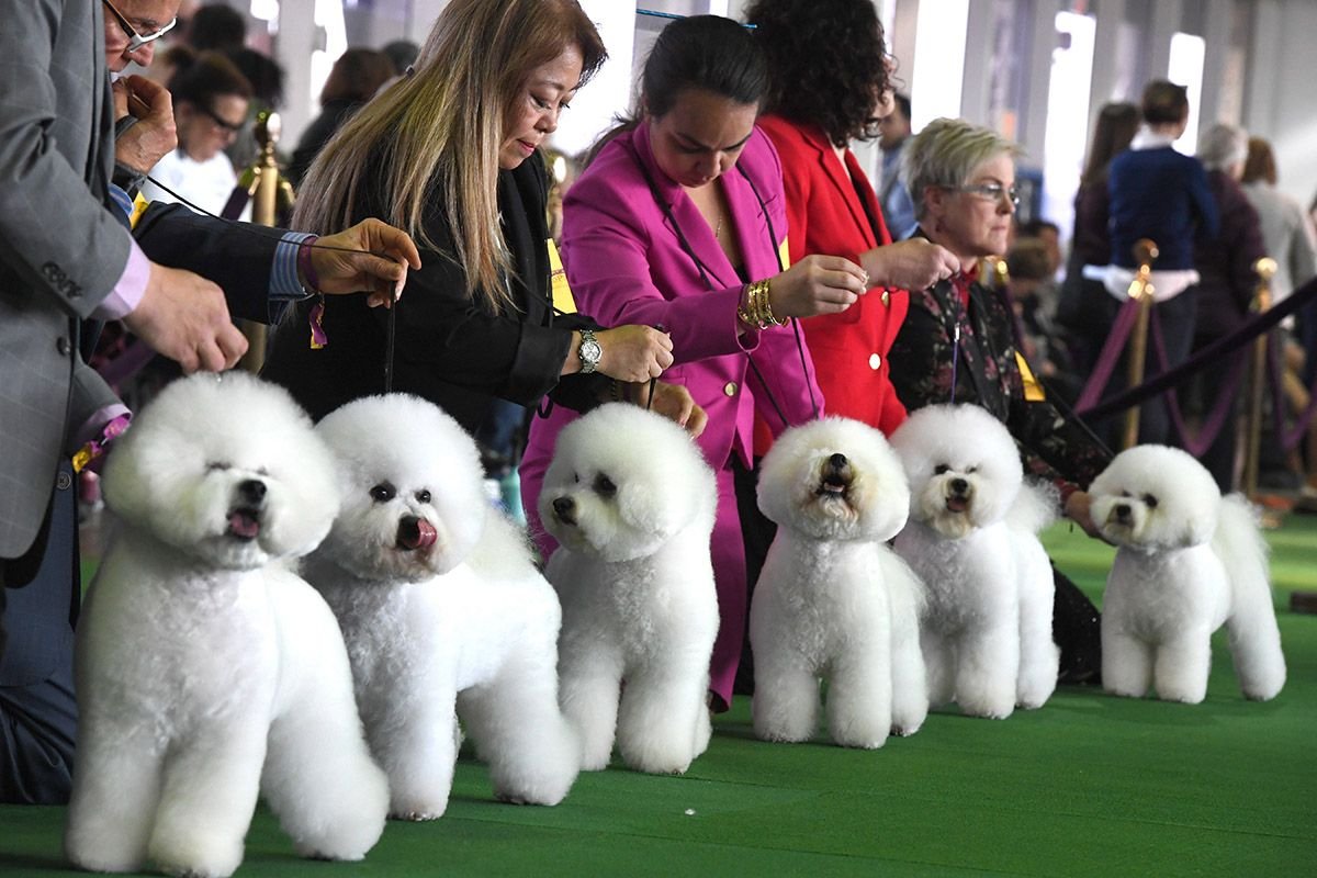 01 Westminster Kennel Club dog show
