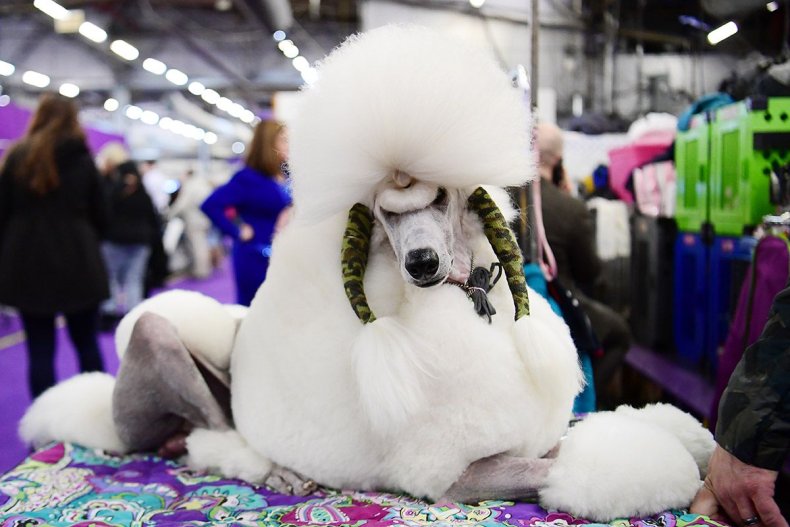 02 Westminster Kennel Club dog show