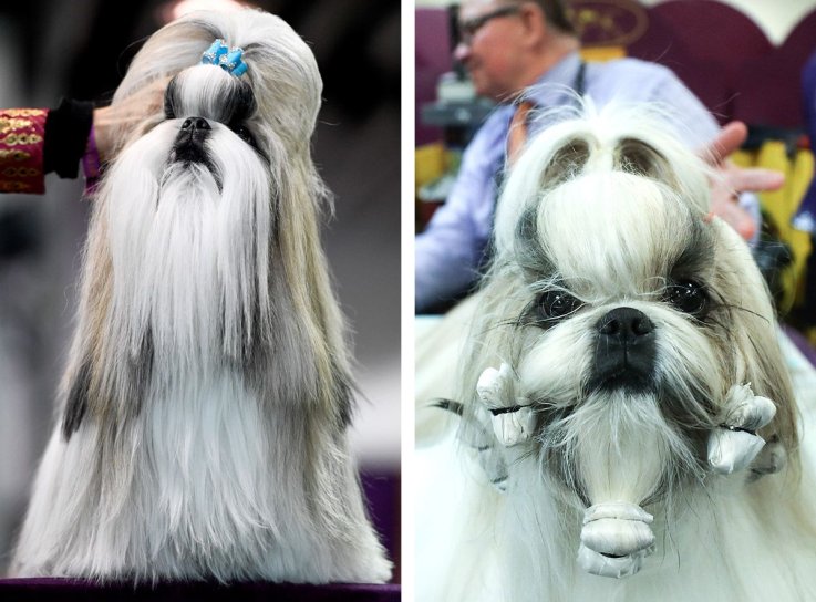 03威斯敏斯特犬舍俱乐部狗展 03 Westminster Kennel Club dog show
