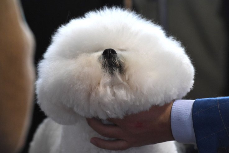 06威斯敏斯特犬舍俱乐部狗展 06 Westminster Kennel Club dog show