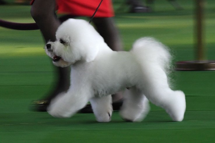 07威斯敏斯特犬舍俱乐部狗展 07 Westminster Kennel Club dog show