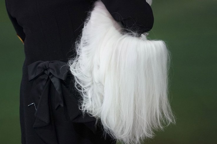 10威斯敏斯特犬舍俱乐部狗展 10 Westminster Kennel Club dog show