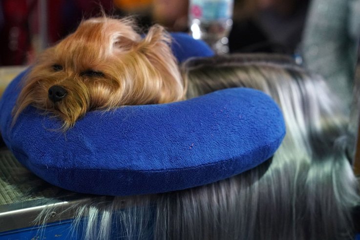 11威斯敏斯特犬舍俱乐部狗展 11 Westminster Kennel Club dog show