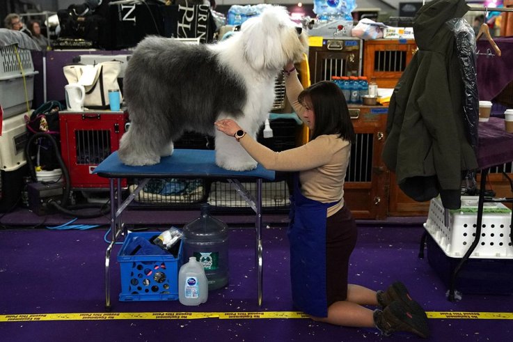 12威斯敏斯特犬舍俱乐部狗展 12 Westminster Kennel Club dog show