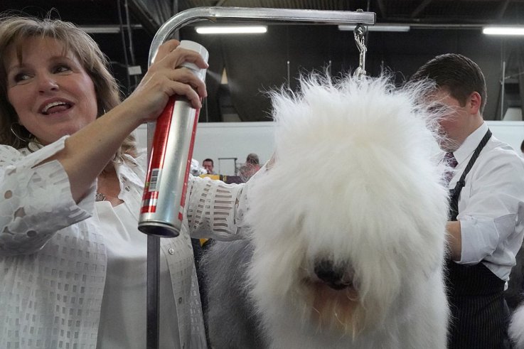 13威斯敏斯特犬舍俱乐部狗展 13 Westminster Kennel Club dog show