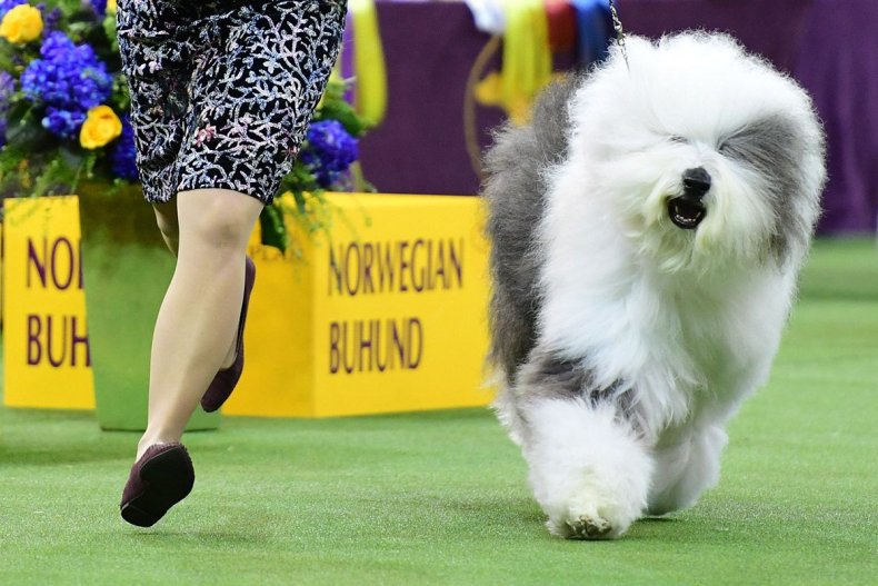 Las 15 razas de perros más peludas 3 14 Westminster Kennel Club dog show