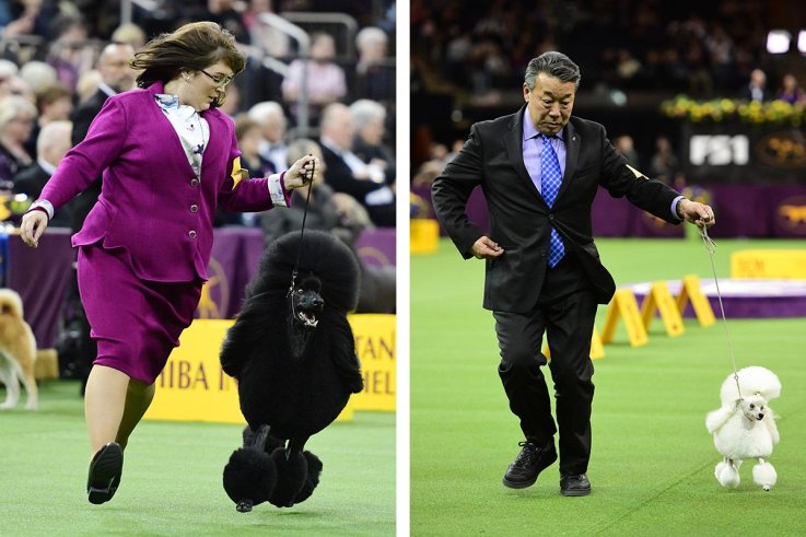 15威斯敏斯特犬舍俱乐部狗展 15 Westminster Kennel Club dog show