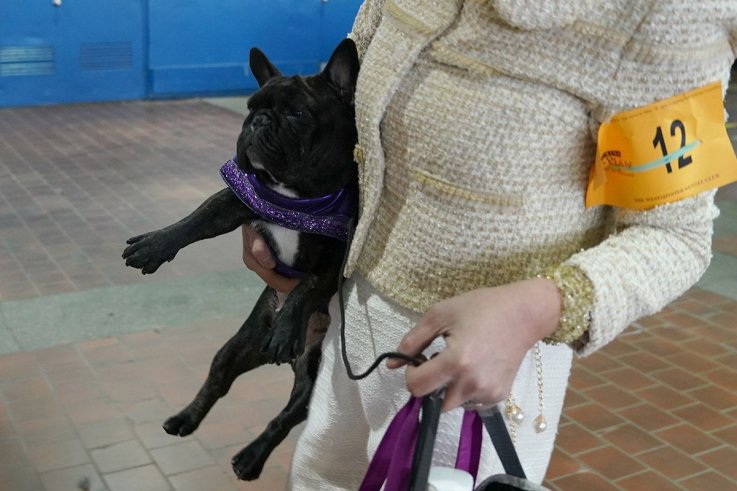 16威斯敏斯特犬舍俱乐部狗展 16 Westminster Kennel Club dog show