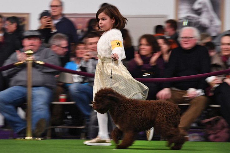 18威斯敏斯特犬舍俱乐部狗展 18 Westminster Kennel Club dog show